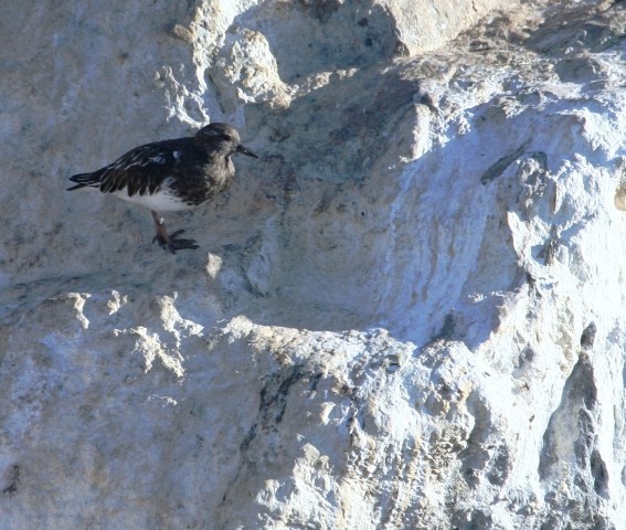 Black Turnstone